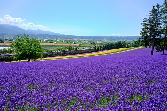All-you-can-eat Yubari Melons & Hokkaido Lavender Tour - Inclusions