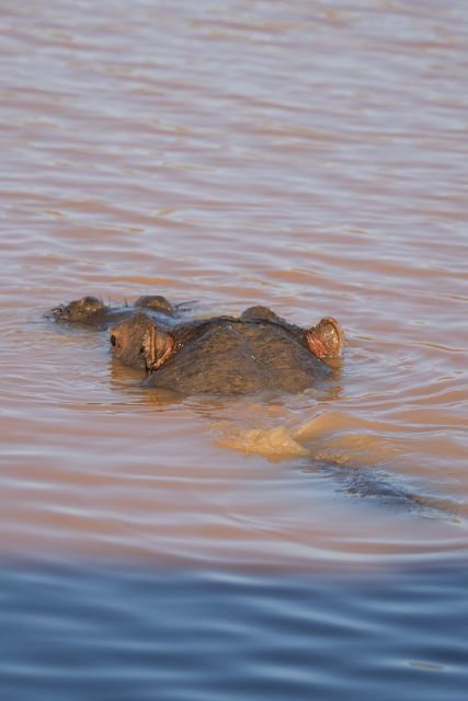 Aquila Game Reserve: Afternoon Safari