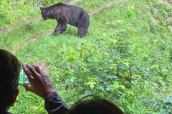 Bear Watching In Brasov: Observe Wild Bears From A Hideout - Group Size and Operator