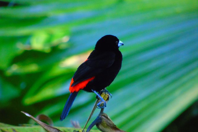Bird Watching Tour