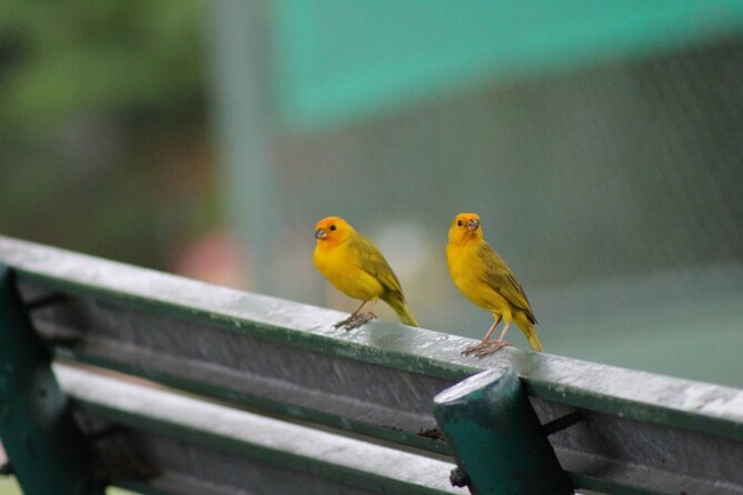 Birding Pipeline Road From Amador Cruise Port - Additional Information