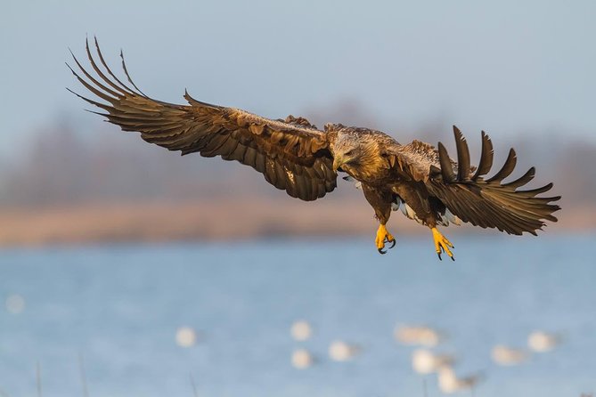 BIRDWATCH - Premium Guided Canoe Tour at Cape Vente, Nemunas Delta Regional Park - Small-Group Experience