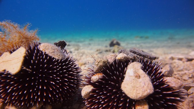 BRELA Bikini Dive *Try SCUBA DIVING* - Experience Details