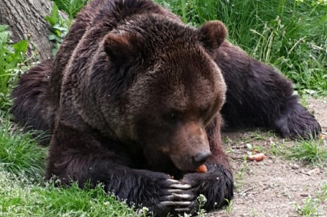 Brown Bear Sanctuary Tour From Brasov Entrance Ticket Guaranteed - Transportation and Logistics