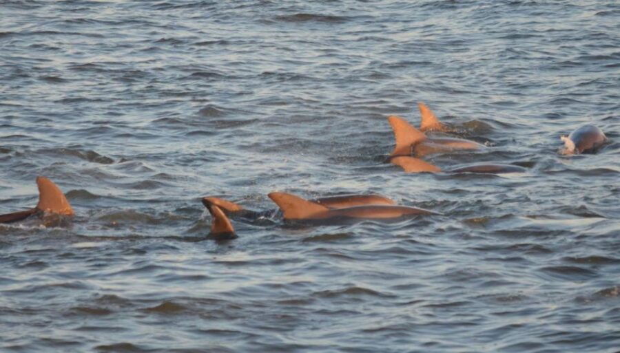 Cape May: Sunset Dolphin Cruise With Optional Wine Tastings