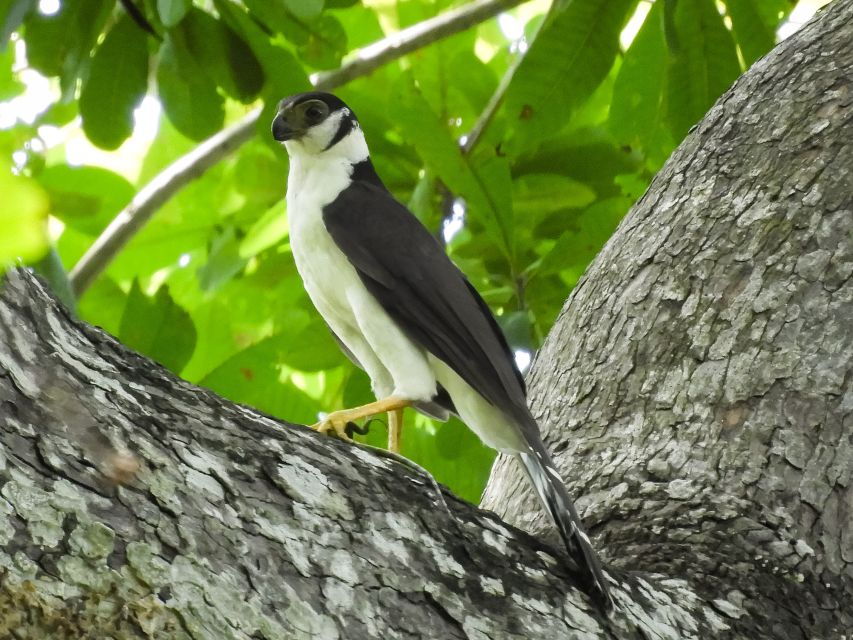 Cartagena: Private Bird-Watching Tour With Breakfast - Experience Highlights