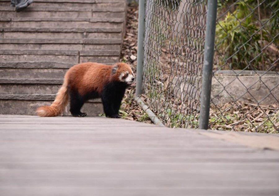 Chengdu Panda Base and Sanxingdui Museum Private Tour