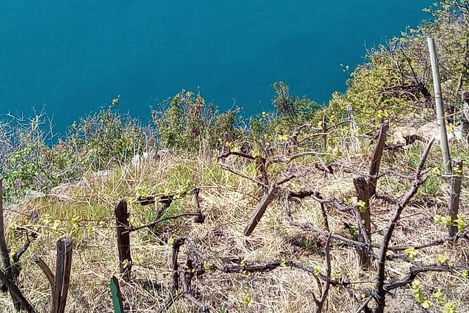 Cinque Terre Wine Tour and Tasting With the Somelier in Manarola - Meeting Point
