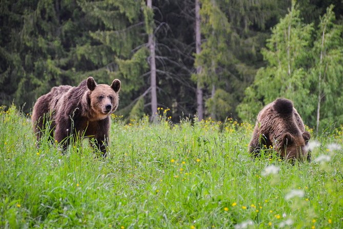 Day Trip & Bear Watching in the Land of Volcanoes - Tour Highlights