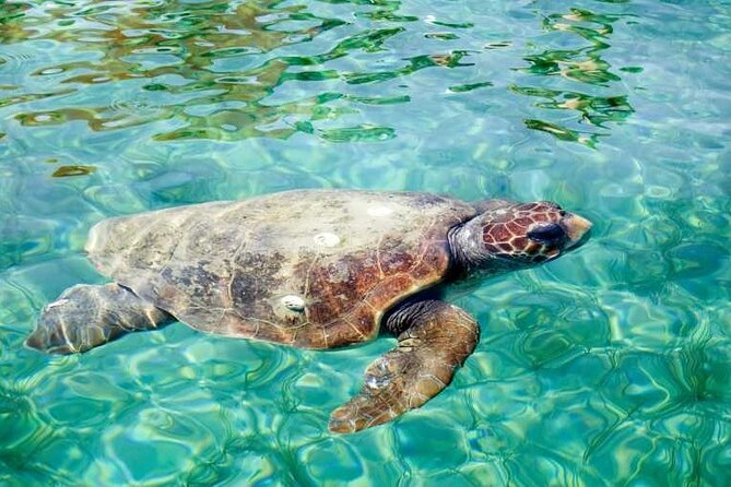 Discover Scuba Diving Resort Course - Reviews