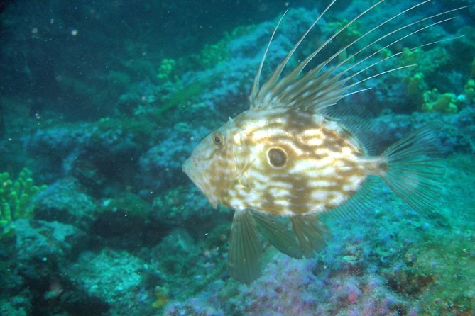 Diving Day Tour With 2 Dives - Inclusions and Amenities