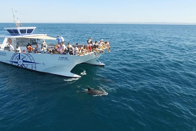 Dolphin Search - Dolphin Quest - Location and Pricing