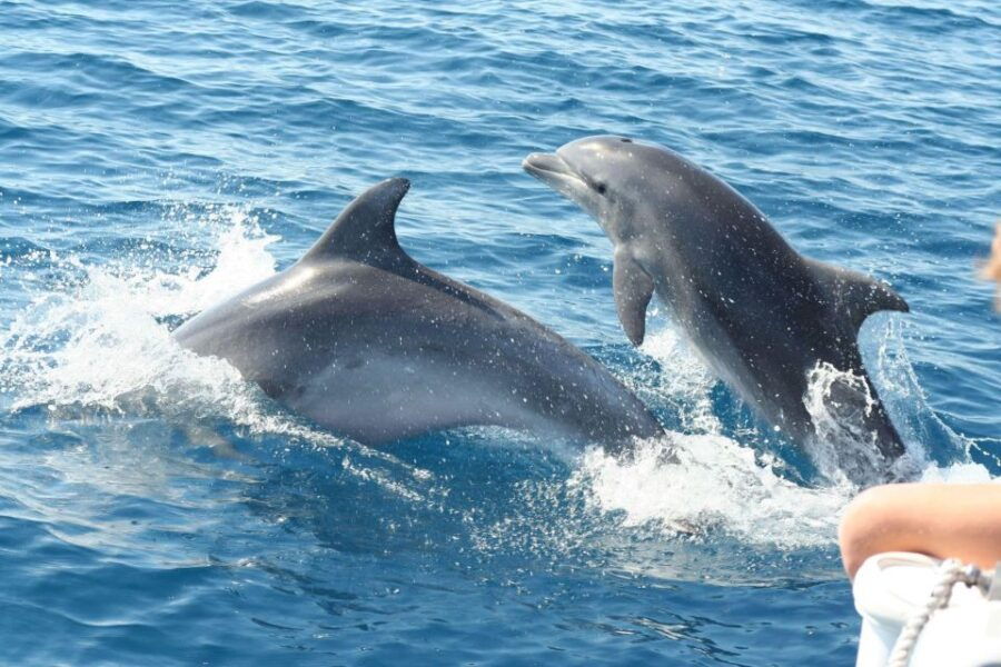Dolphin Tour by Catamaran in Taormina - Good To Know