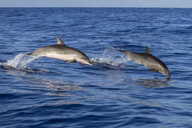 Dolphin Watching and Wildlife From Faro - Tour Details