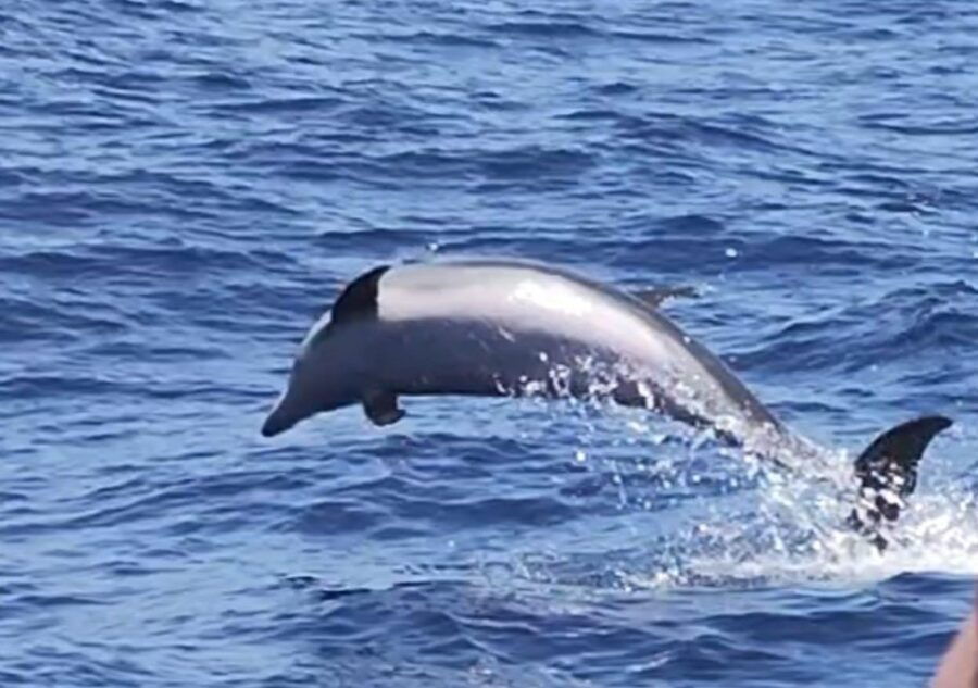 Dolphin & Whale Watching (3 Hours) - Good To Know
