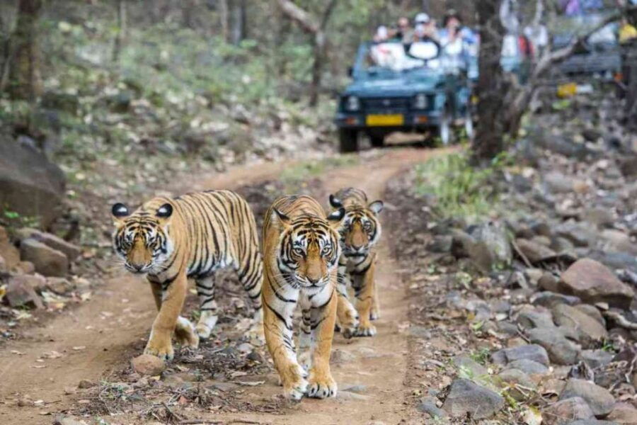 From Delhi: 5 Day Golden Triangle & Ranthambore Tiger Safari - Tour Highlights
