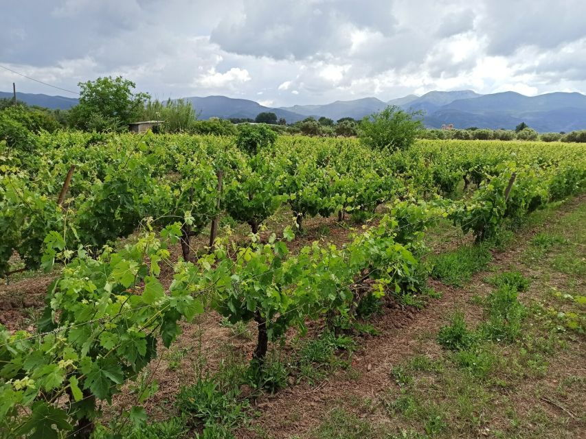 From Kalamata: Wine Tour & Tasting With Optional Lunch - Wine Experience Breakdown