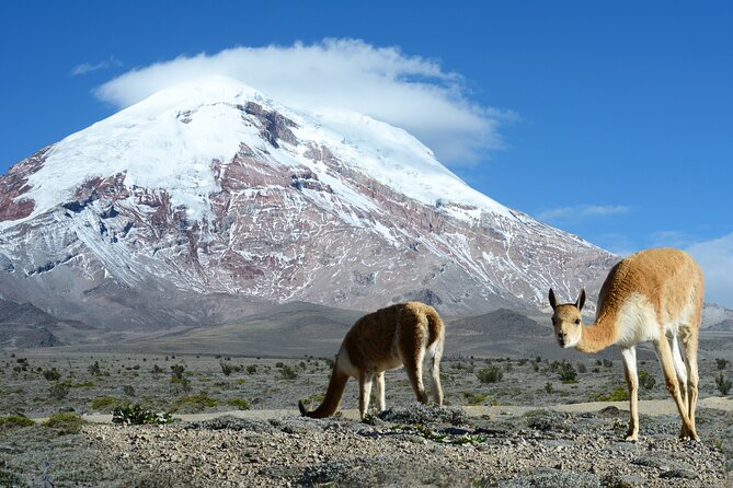 Full-Day Hiking Experience of Chimborazo Volcano With Lunch - Itinerary