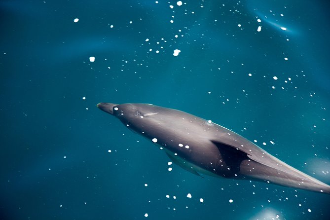 Gibraltar Dolphin Adventure - Key Highlights of the Dolphin Adventure