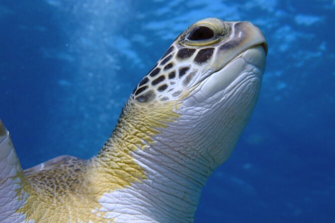 Guided Snorkeling Trip to See the Turtles - Trip Highlights