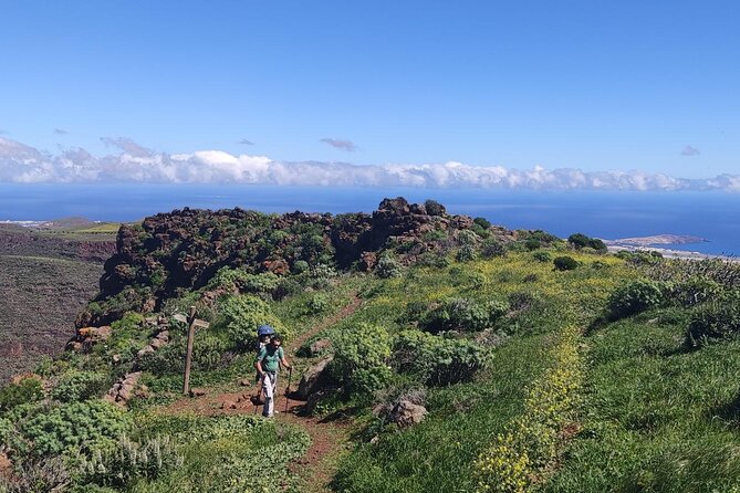Hiking in the Green Gran Canaria - Flora and Fauna Encounters