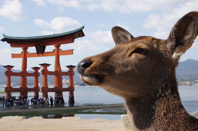 Hiroshima and Miyajima Bus Tour With Indian Lunch - Additional Information