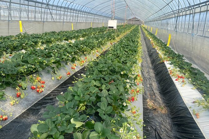 Kanko Strawberry Yamashiroen in Yamanashi - Transportation Details