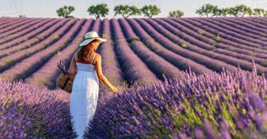 Lavender Fields Tour - Good To Know