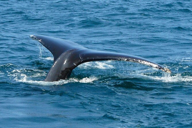 [Limited Time] From Onna Village (Maeda Fishing Port)! Whale Watching｜Completely Reserved Boat Charter Plan (4 Hour Course) - Activity Details
