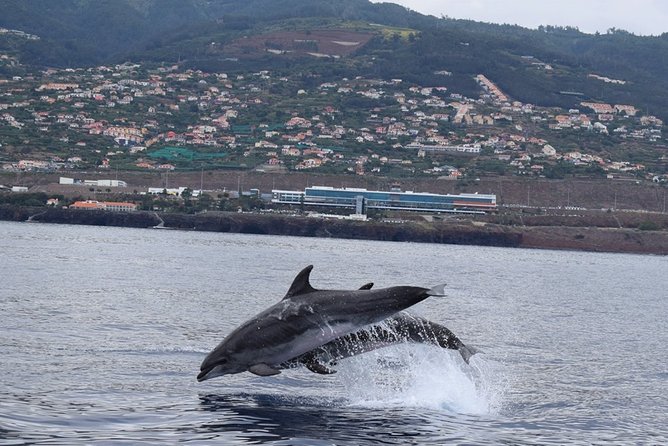 Magic Dolphin Celebrity - Booking Information and Pricing
