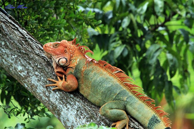 Manuel Antonio National Park Tour - Cancellation Policy