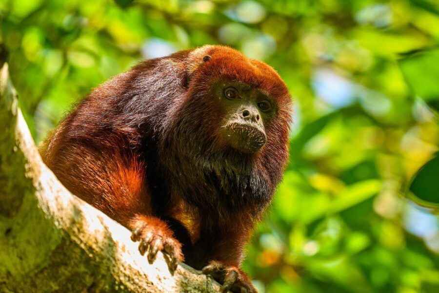 Nature Walks in a Private Reserve With Lunch - Participant Details and Pricing