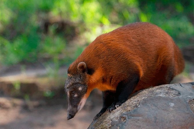 Pampas in Rurrenabaque - 3 Days - Itinerary Details