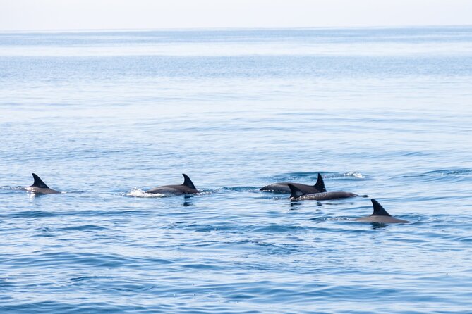 Portimão Dolphin Watching With Marine Biologist - Tour Details