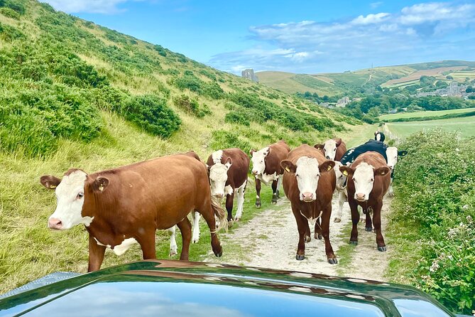 Private 4x4 Dorset Safari. 6 Hour Cruise Ship Jeep Safari Special - Itinerary Highlights