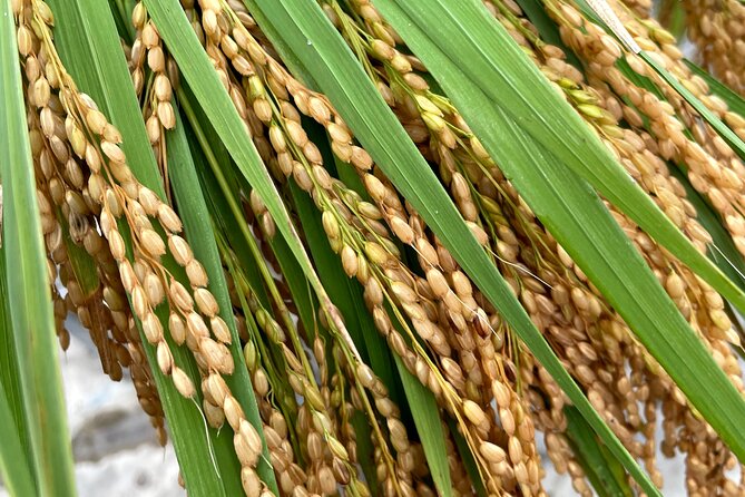 Private Rice Agriculture Experience in Mie - Meeting Details