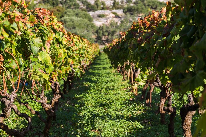 Private Tour: Ston and Peljesac Peninsula Day Trip With Wine Tasting - Tour Overview