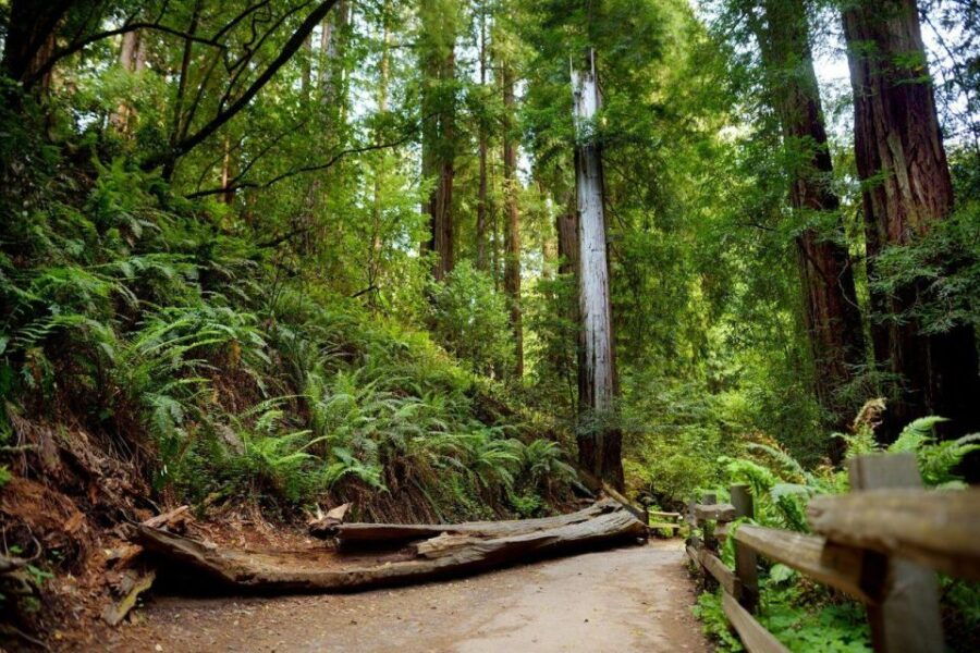 Redwood Retreat: Tour to Muir Woods From San Francisco