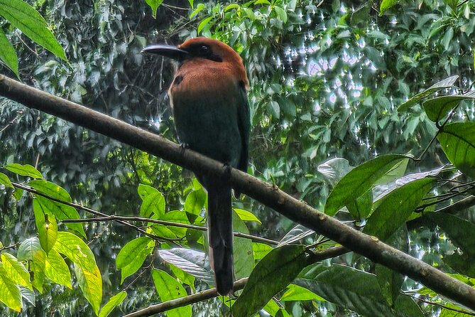 Rio Celeste Guided Hike - Tenorio Volcano - Full Tour - Tour Overview