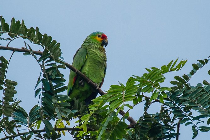Rio Maya Bird Sanctuary and Spanish Lookout All Inclusive Birdwatching Tour - Inclusions and Meeting Point