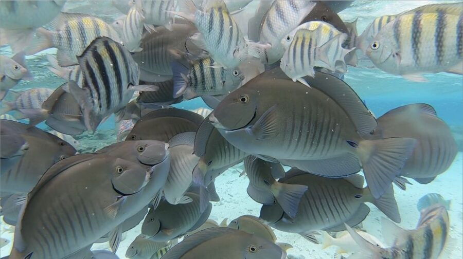 San Andres: Boat Tour to Cayo Acuario and Rocky Cay - Tour Inclusions