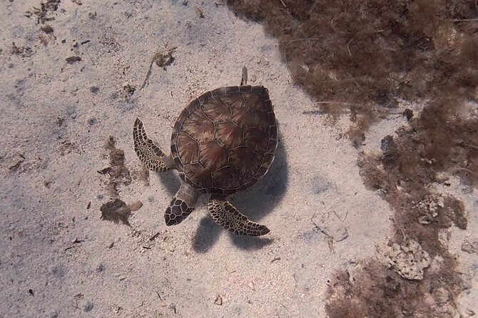 Scuba Diving Experience + Free Video - Equipment and Turtle Sighting Opportunity
