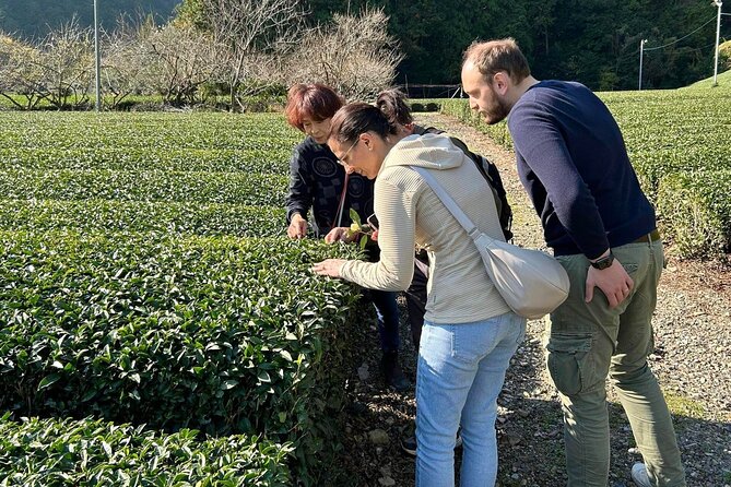 Small Group Japanese Green Tea Tasting in Shizuoka - Tour Details