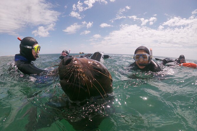 Snorkeling With Sea Lions and Wildlife Adventure - Activity Overview