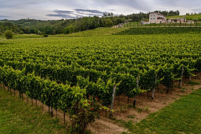 Stancija Collis: A Winery Adventure Tour in Rovinj - Wine Tasting Experience