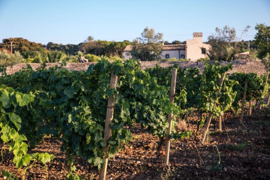 Syracuse: Wine Tasting in a Castle and Historical Garden - Good To Know