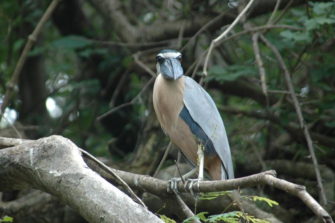 Tamarindo Estuary Boat Ride Tour 2 Hours - Tour Highlights