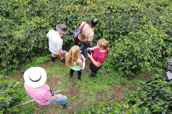 The Acacias Coffe Farm - Price Information