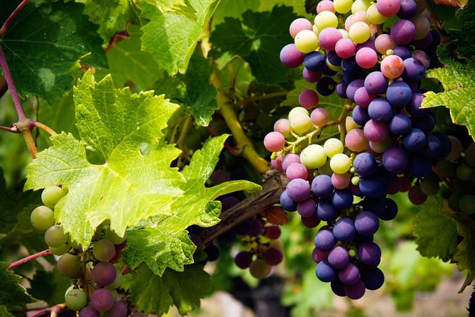 The Grape Escape: Troodos Mountains Thru Wine Small Group Tour 7hrs - Experience Overview