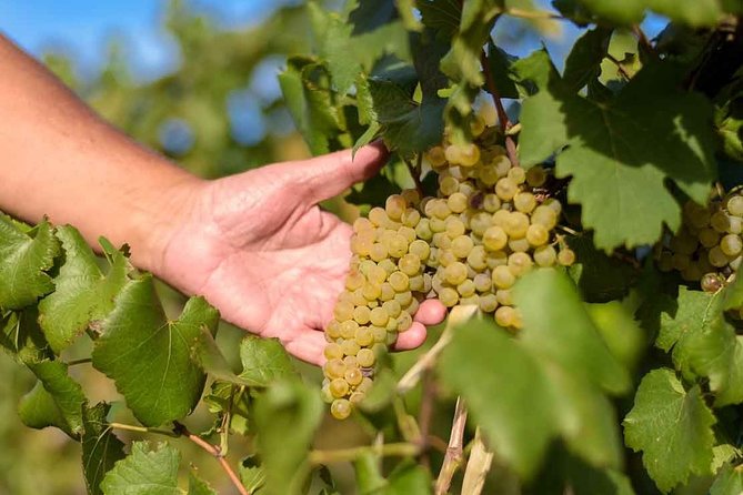 The Wine Route From San Juan - Wine Route Highlights